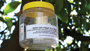 https://www.farmbiosecurity.com.au/wp-content/uploads/2019/09/Fruit-fly-trap-300x172.jpg