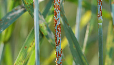 Stem rust