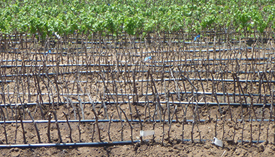 Vine cuttings