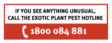 If you see anything unusual call the plant pest hotline