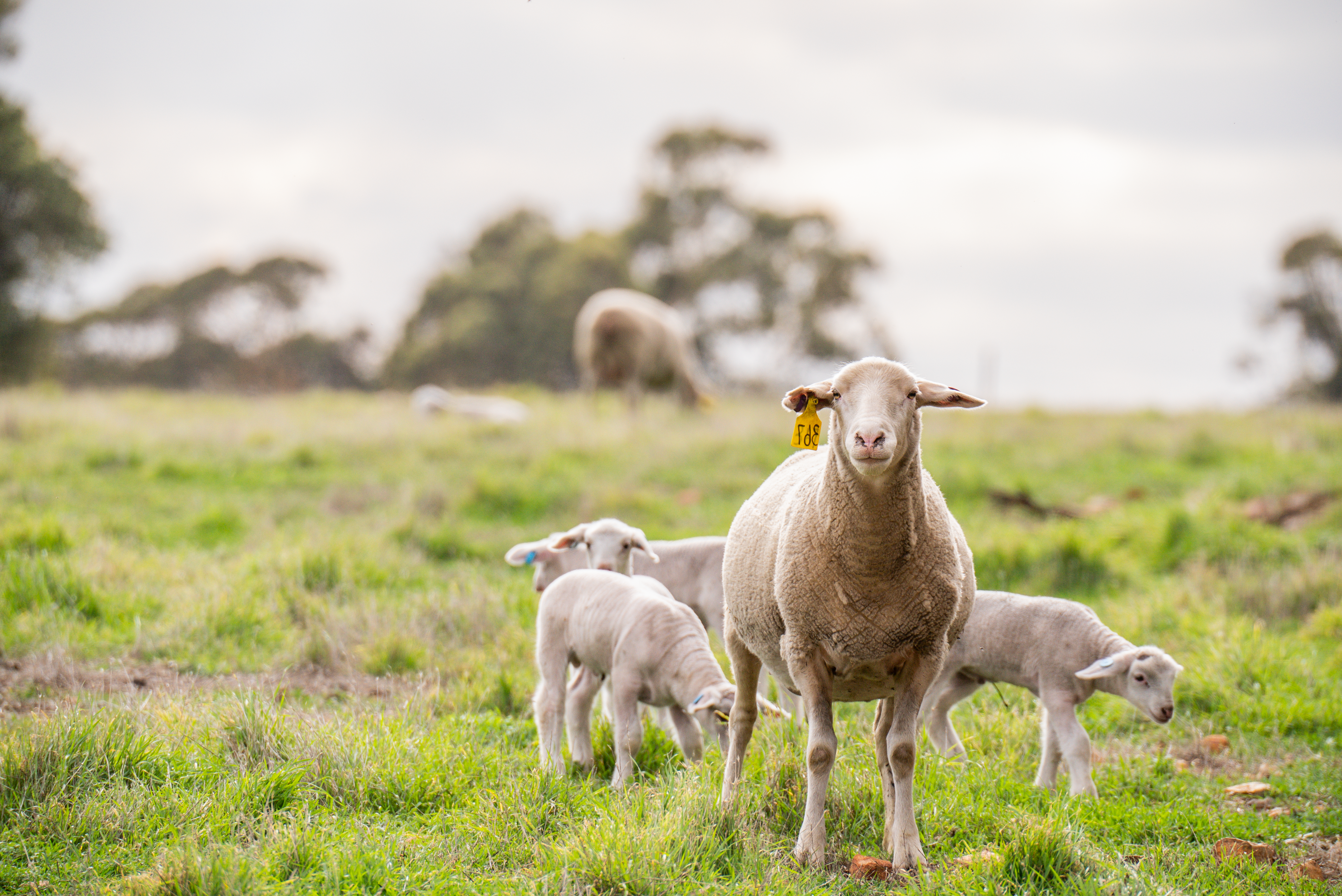 Australian sheep