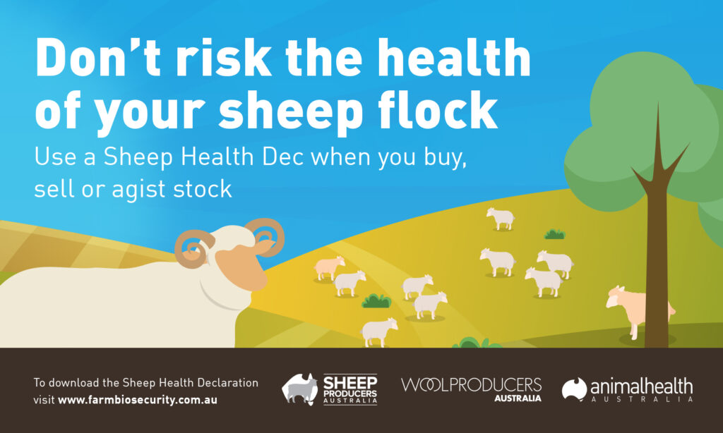 Australian sheep declaration social media tile