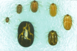 Adult female cattle ticks at various stages of engorgement.