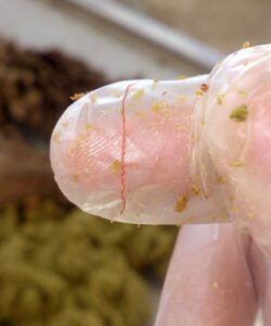 Adult barber’s pole worm, Haemonchus contortus, on a finger to indicate size. 